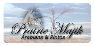 Prairie Majik Arabians, Quill Lake, SK